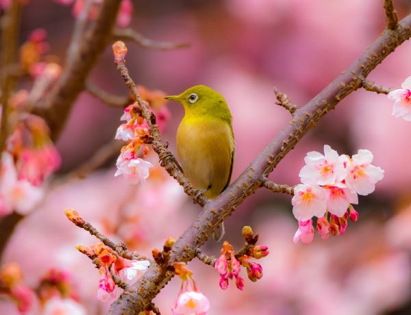 bird in cherry blossom tree